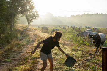 Young farmer woman giving salt to her cows in a misty morning