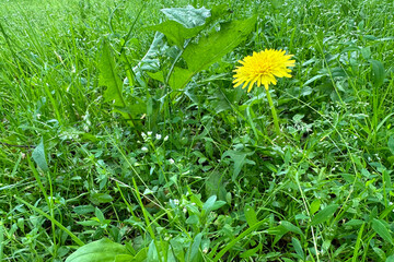 Dandelion officinalis. Dandelion flower, a medicinal plant, surrounded by lush grassy greenery, on...