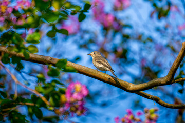 枝にとまるコサメビタキ
