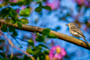 枝にとまるコサメビタキ
