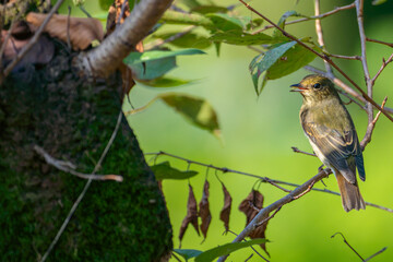 枝にとまるコサメビタキ