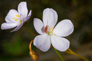Red Setocoris bug in symbiosis on white sundew flower (Drosera andersoniana), Western Australia