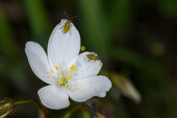 Setocoris bugs (larvae) living in symbiosis on the white sundew flower of Drosera andersoniana, natural habitat, Western Australia
