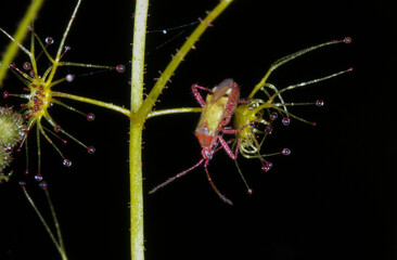 Multi-colored symbiotic Setocoris bug on a sundew leaf (Drosera modesta), Western Australia