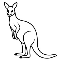 kangaroo illustration