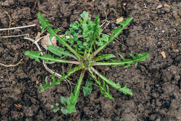 green leaves of dandelion, persistent weed in the lawn