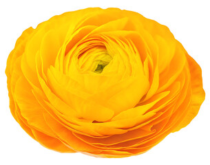 Yellow ranunculus flower head isolated on white background PNG.AI GENERATED