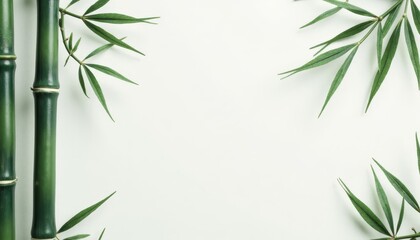 Fototapeta premium Green bamboo stalks and leaves on white background