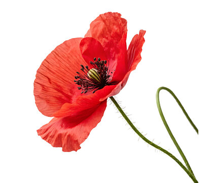 A single red poppy blossom with delicate petals isolated on a white background PNG.AI GENERATED