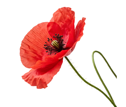 A single red poppy blossom with delicate petals isolated on a white background PNG.AI GENERATED