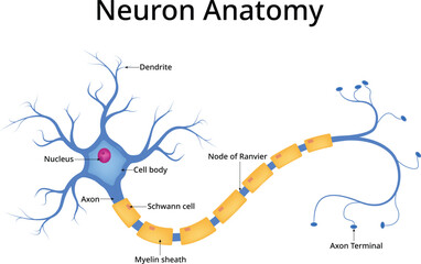 Neuron Anatomy Diagram Design Vector Illustration