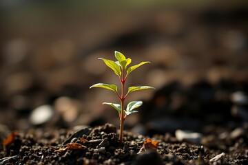 Emerging Sprout: A Solitary New Plant in Dark Soil