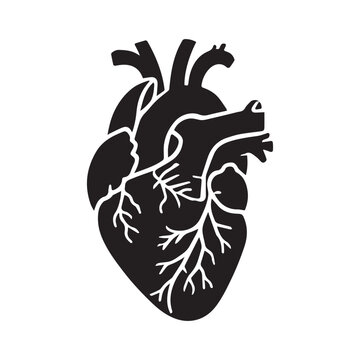 black heart anatomy drawing clip art preview