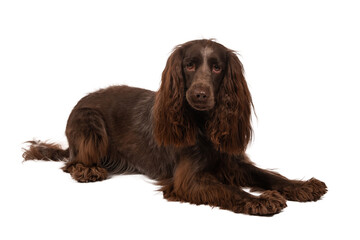 Brown Polish Spaniel, photographed in the studio, isolated on white. 