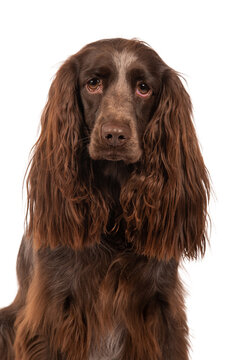 Brown Polish Spaniel, photographed in the studio, isolated on white. 