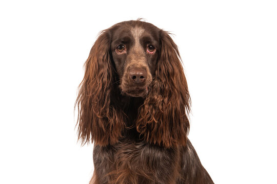Brown Polish Spaniel, photographed in the studio, isolated on white. 