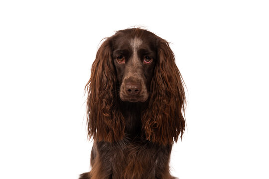 Brown Polish Spaniel, photographed in the studio, isolated on white. 