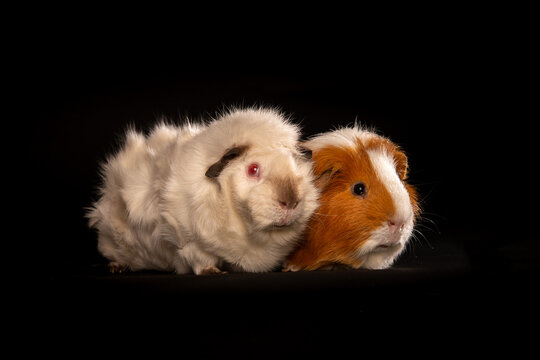 Two cute guinea pigs on black background, studio shot of adorable furry rodents sitting together, isolated animal portrai