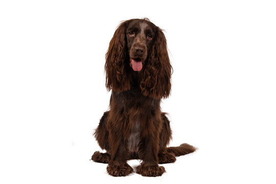 Brown Polish Spaniel, photographed in the studio, isolated on white. 