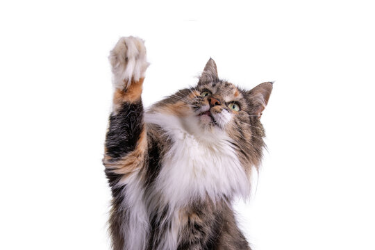 Noorse Boskat met pootje omhoog, ge&iuml;soleerd op witte achtergrond 