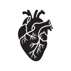 anatomical heart vector clip art flat design.
