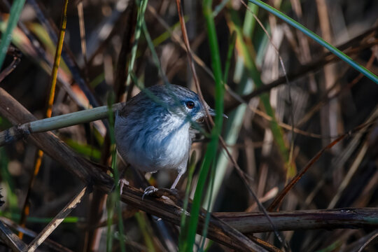 swamp grass babbler or swamp prinia or Laticilla cinerascens, at Maguri Beel in Assam, India