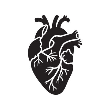black heart anatomy graphic clip art preview