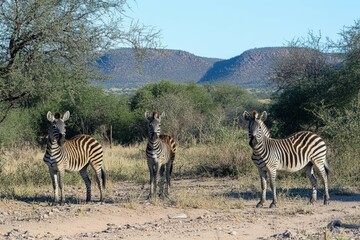 Naklejka premium zebra eating grass - baby. Beautiful simple AI generated image