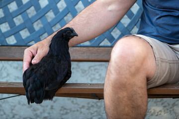 Poule noire de race Ayam Cemani, posée sur un banc à côté d'un homme assis en short. L'homme...