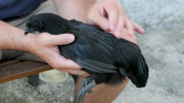 Poule noire de race Ayam Cemani, tenue entre les deux main d'un homme assis. L'homme lui caresse le dos, l'animal ne bouge pas.