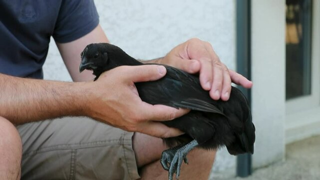 Poule noire de race Ayam Cemani, tenue entre les deux main d'un homme assis. L'homme lui caresse le dos, l'animal ne bouge pas.