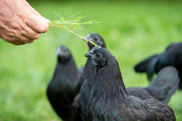Poules et coq de race Ayam Cemani de couleur noire, se promenant dans l'herbe en liberté, une main...