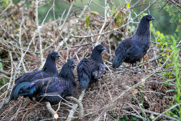 Trois poules et  un coq de couleur noire de race Ayam Cemani perchés sur un tas de branche en extérieur. Les animaux sont en liberté.