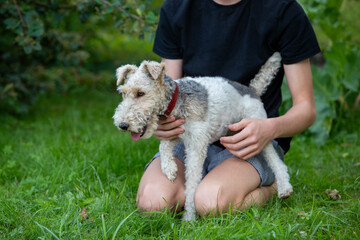 Chien de race Fox-Terrier avec un collier en cuir rouge auprès d'un garçon adolescent. Ils sont...