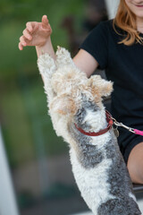 Chien de race Fox-Terrier tenu en laisse rouge, s'amusant avec une main d'une jeune fille assise...