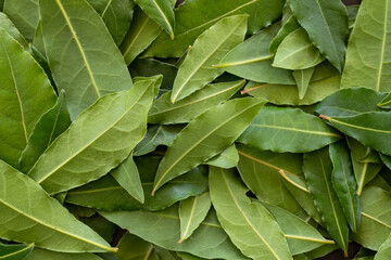 Feuilles vertes vibrantes d'un laurier fraichement récoltés en gros plan. Plateau de feuilles de laurier prêt à sécher. Fond botanique vert. - obrazy, fototapety, plakaty