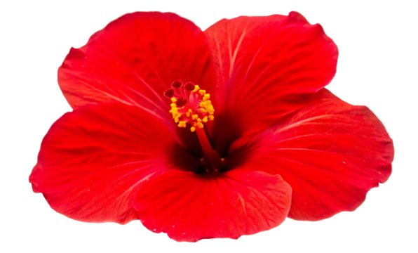 hibiscus red flower head isolated white background PNG.AI GENERATED