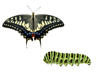 キアゲハの成虫と幼虫