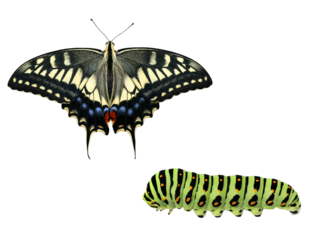 キアゲハの成虫と幼虫