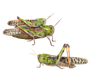 トノサマバッタ