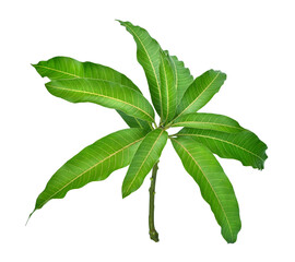leaves of mango tree isolated on transparen png.