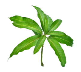 leaves of mango tree isolated on transparen png.