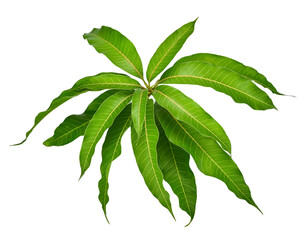 leaves of mango tree isolated on transparen png.