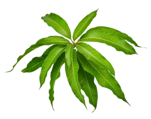 Fototapete Wasserfall leaves of mango tree isolated on transparen png.  © supawan