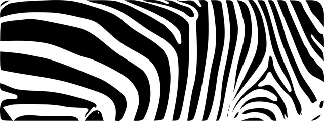 ZEBRA vector illustration on white background for tatoo, typography, t hirt, wall art, poster. Vector sketch.