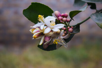 nice with nature Orange tree flowers bunch closeup  blossom. White citrus tree bloom, flower. Citrus sinensis flower. Orange producing plant.