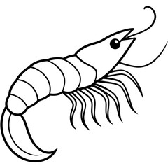 Shrimp Sketch Illustration