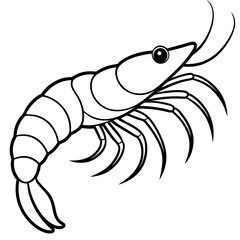 Shrimp Sketch Illustration