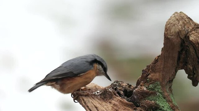 Kleiber&nbsp;(Sitta europaea)      