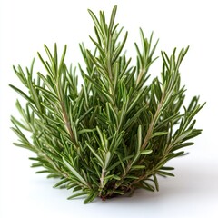 Fototapeta premium Fresh Rosemary Sprig: Aromatic Herb Close-Up